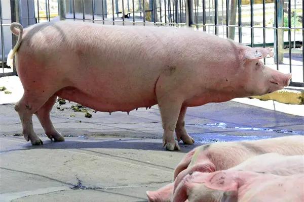 Secretaría de Agricultura impulsa productos porcinos de alta calidad Secretaría de Agricultura impulsa productos porcinos de alta calidad