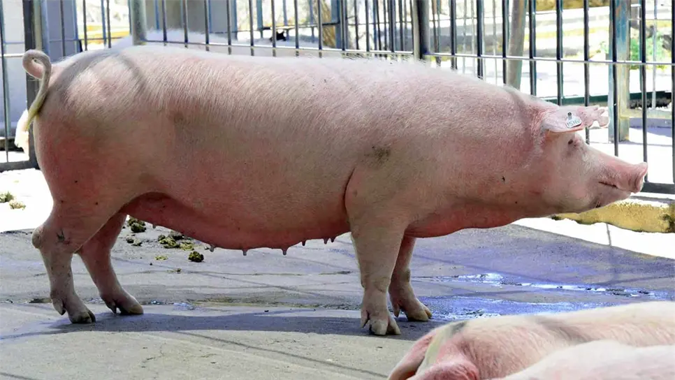 Secretaría de Agricultura impulsa productos porcinos de alta calidad