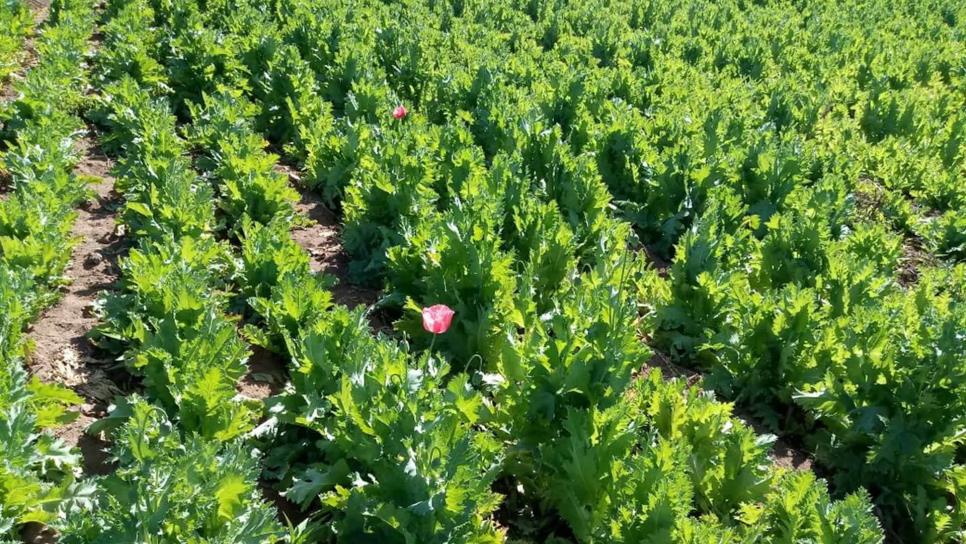 Destruyen militares y policías plantíos de amapola en Mocorito