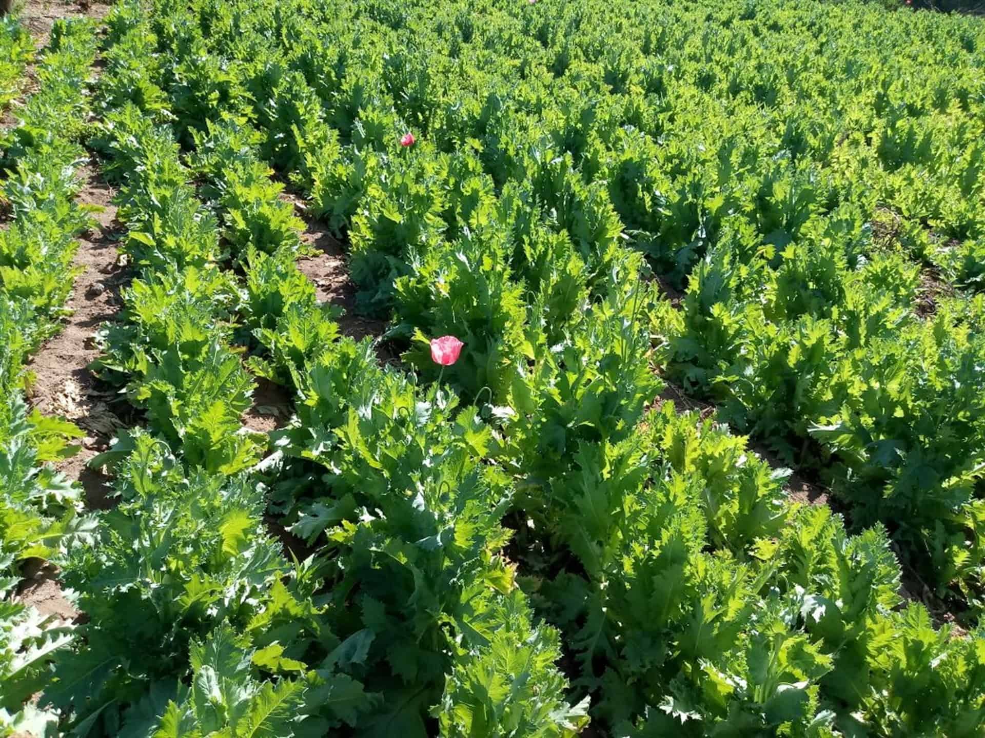 Destruyen militares y policías plantíos de amapola en Mocorito