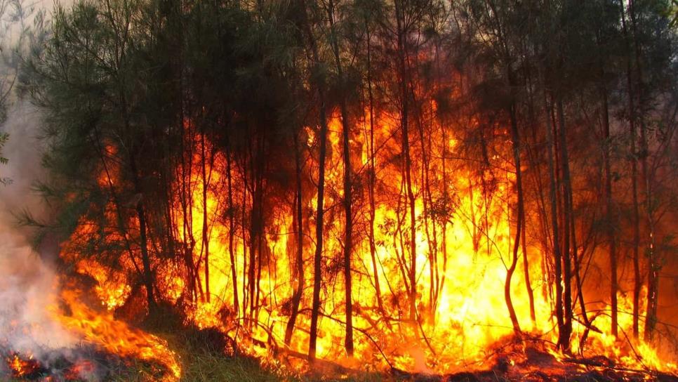 “La Niña” influiría en incendios forestales de esta temporada en México