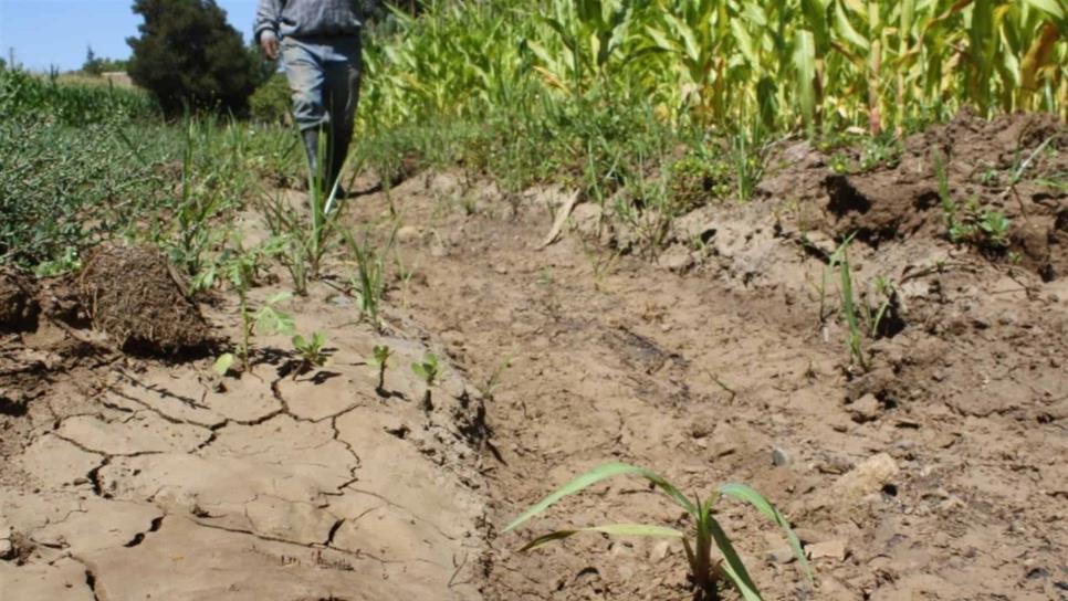 Advierte Sader baja en producción de granos por sequía