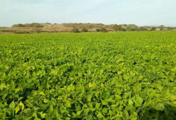 Llama la AARP a agricultores a no malbaratar su cosecha de frijol