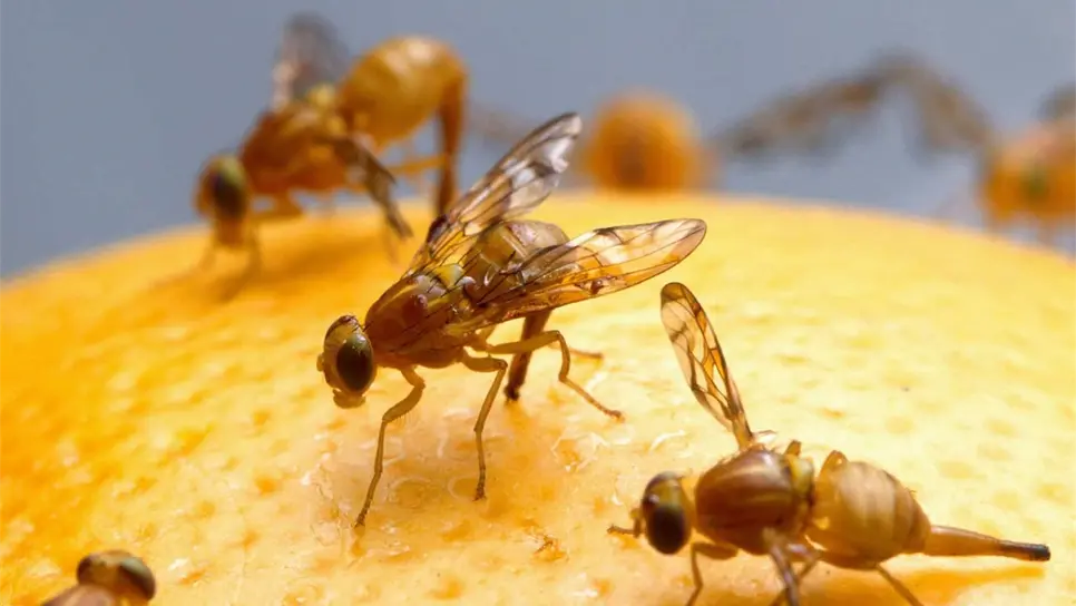 Cesavesin busca certificar sur de Sinaloa como libre de mosca