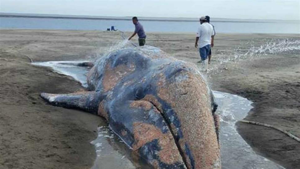 Procuraduría ambiental rescata a ballena gris varada en puerto de BCS