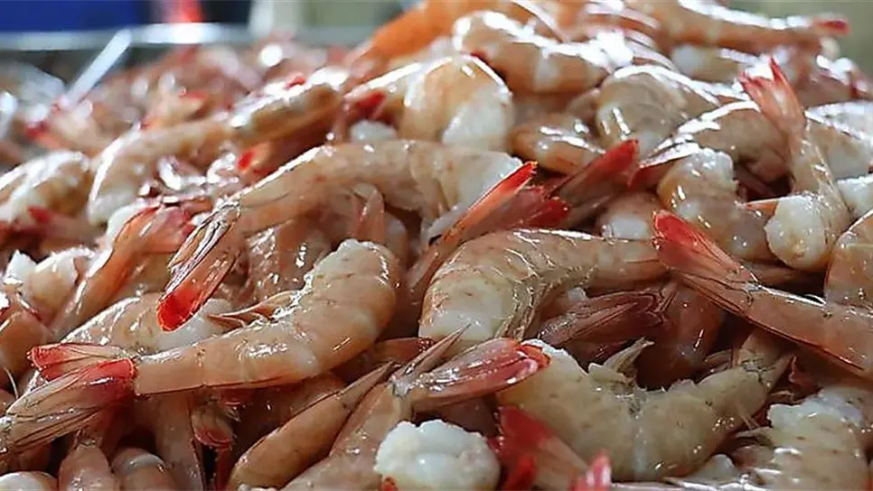 Veda de camarón inicia el 10 de marzo