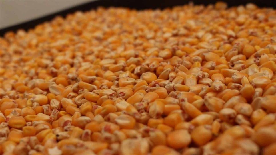 Productores piden 50 dólares para base de maíz