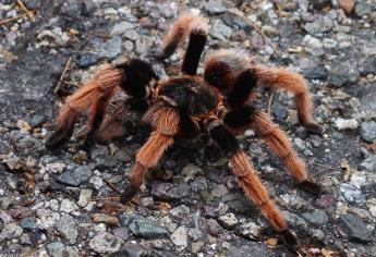Expertos analizan comercio legal y sostenible de tarántulas mexicanas