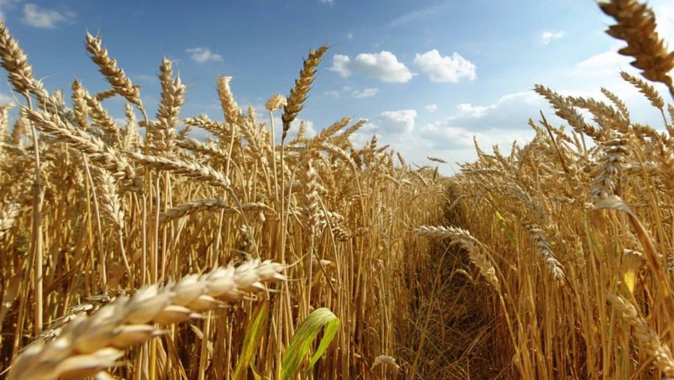 Alerta Roja para trigo por enfermedades fungosas: Cesavesin