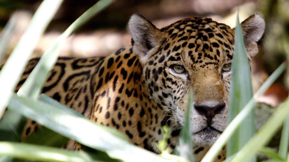 El jaguar, especie única y emblemática de México