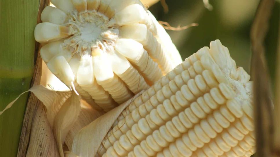 Suben los futuros de maíz a julio, pero baja precio