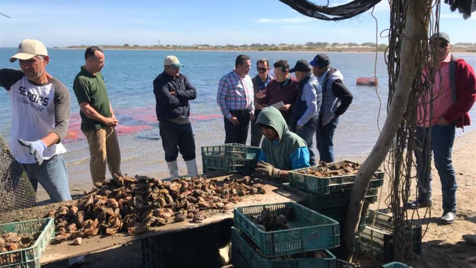 En Altata esperan exportar 20 mil t de moluscos a Estados Unidos