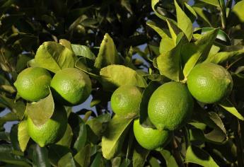 Limón, producto con mayor alza en su precio en mercados del país