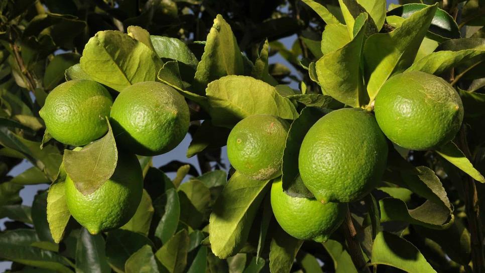 Limón, producto con mayor alza en su precio en mercados del país