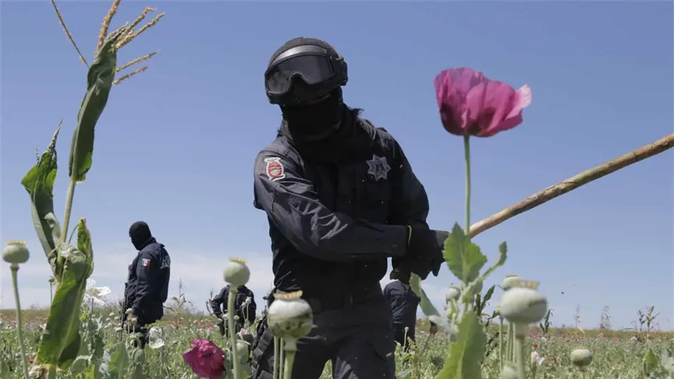 Destruyen 9 plantíos de mariguana y amapola