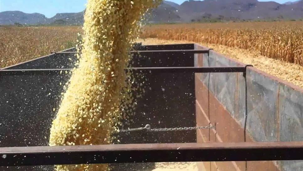 Congreso Agrario Permanente pide que base del maíz sea de 66 dólares