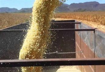 Suben futuros del maíz a julio