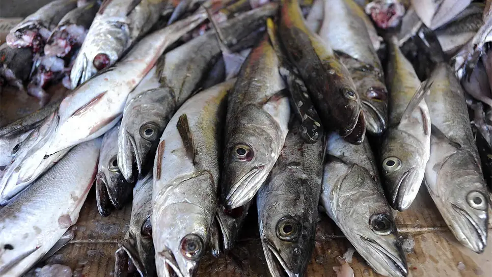 Impulsan consumo de merluza para abatir desnutrición en Baja California