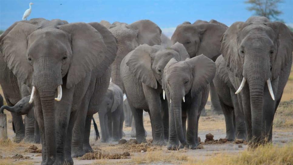 Elefantes se comunican entre ellos para sobrevivir