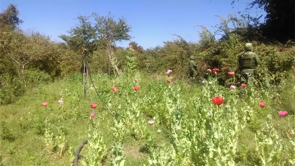 Destruyen plantíos de mariguana y amapola en Elota