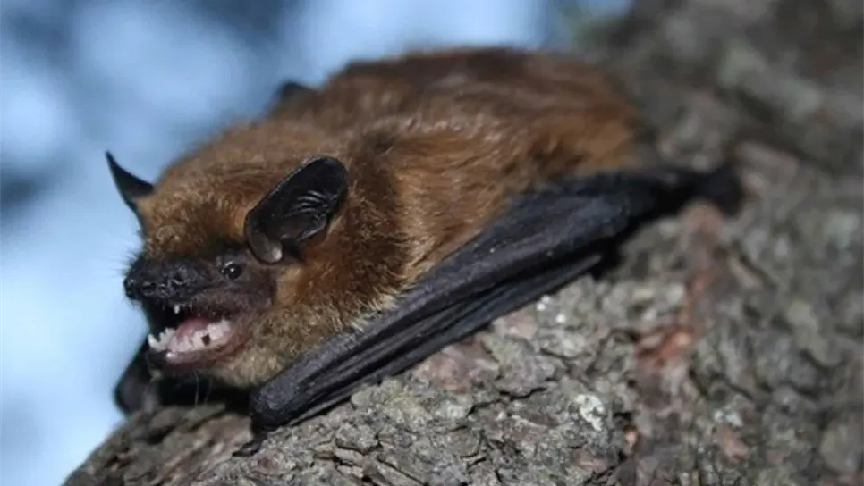 Invitan a la presentación del proyecto Danza de los Murciélagos