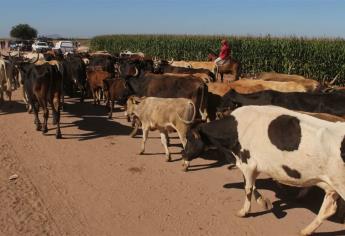 Falta mayor regulación en el uso del clembuterol en cría ganadera: especialista