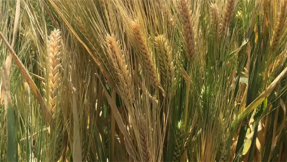 Cervecerías demandan cebada de Sinaloa