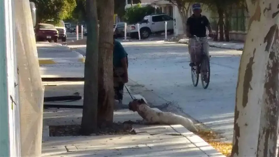 Golpea y cuelga a perra de un árbol hasta matarla en Los Mochis