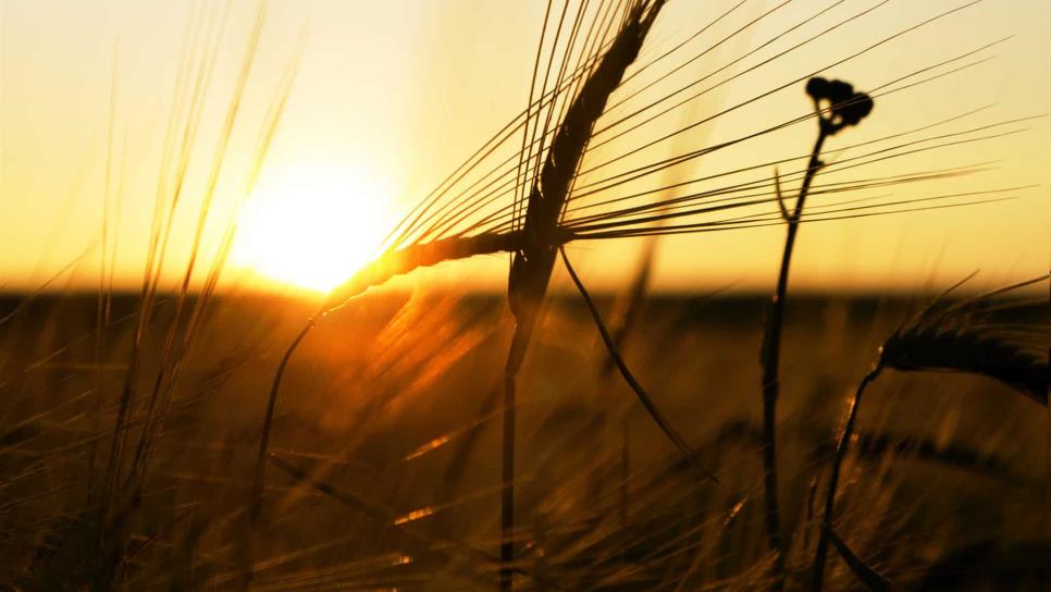 Radiación ultravioleta a semillas podría reducir uso de agroquímicos