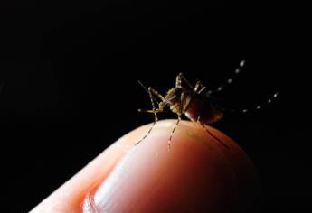 ¿Sabes diferenciar entre el mosco aedes aegypti y culex?