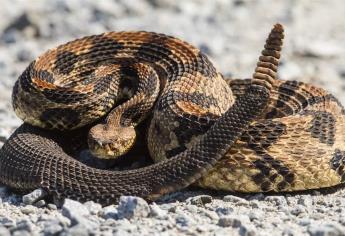 Se registran a diario 384 muertes por mordedura de serpiente