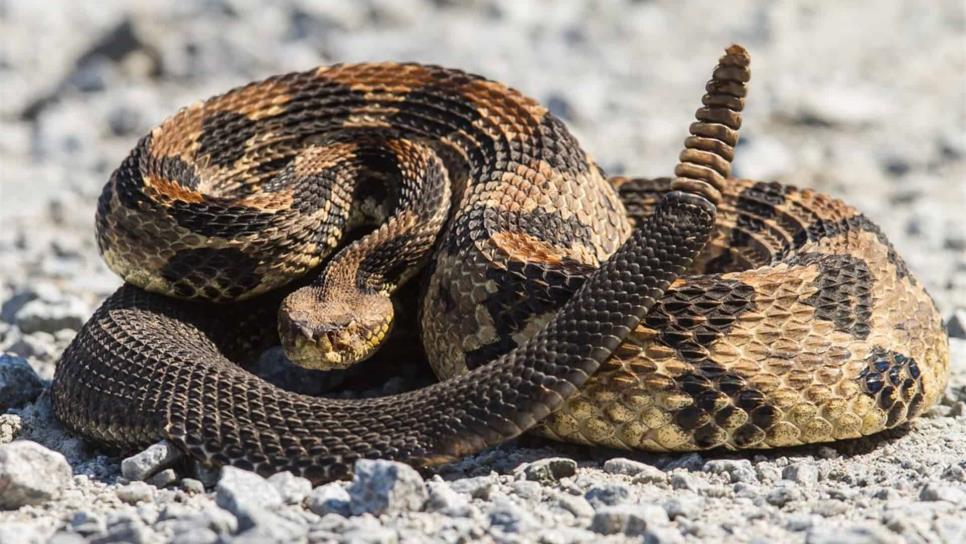 Se registran a diario 384 muertes por mordedura de serpiente