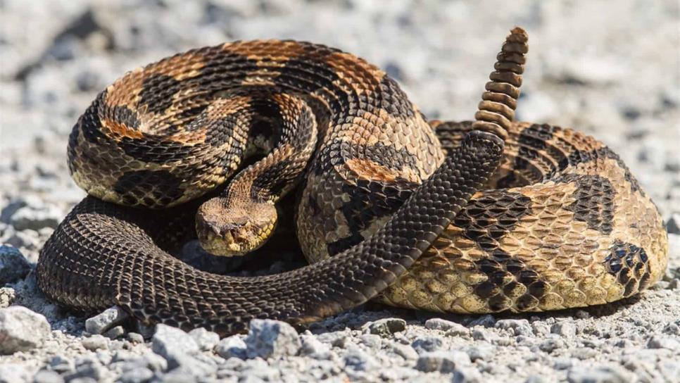 Veneno de víbora de cascabel podría funcionar como antibiótico