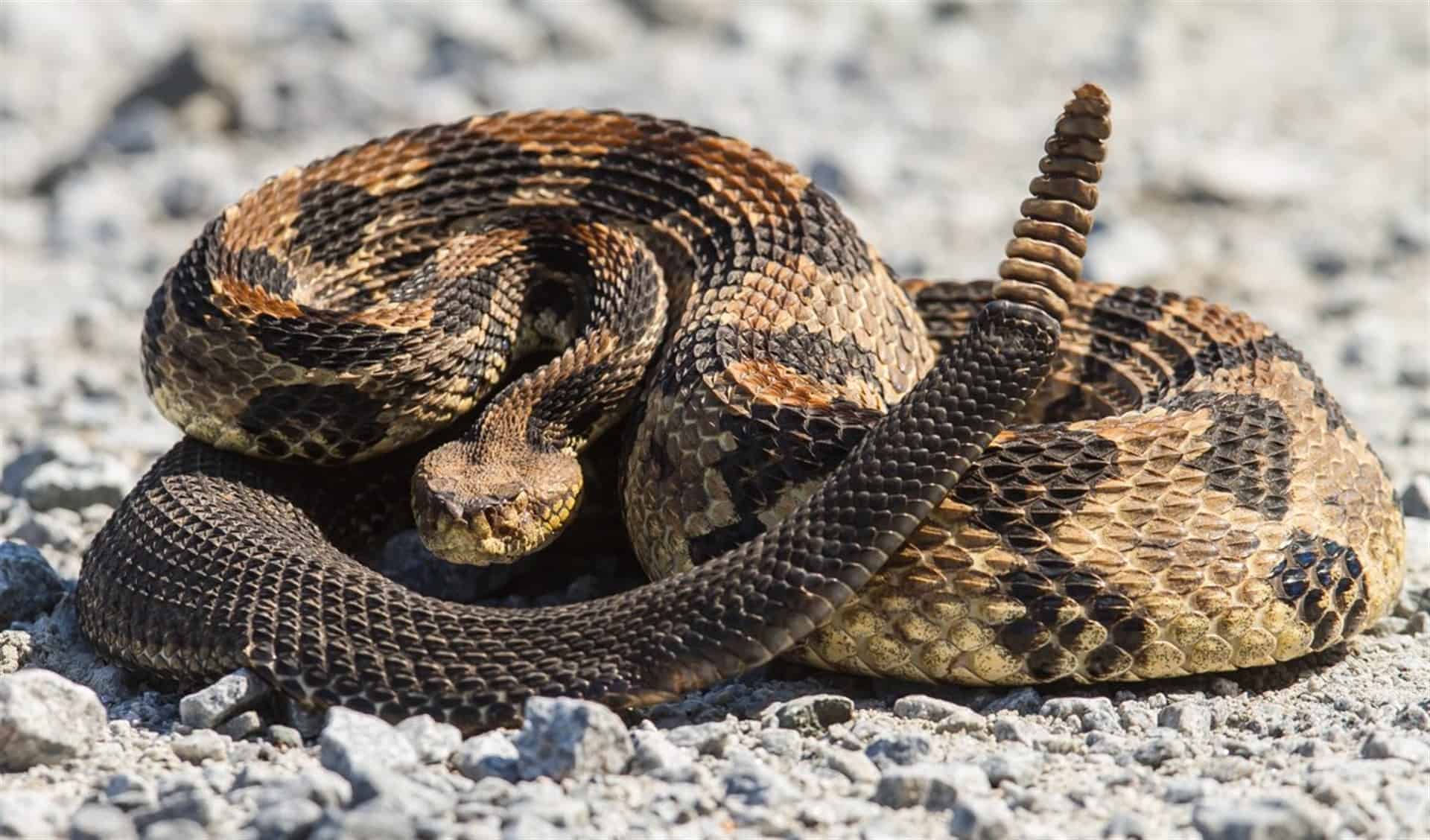 Crea UNAM antiveneno contra mordeduras de serpiente