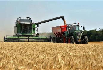 Industriales se niegan a pagar precio internacional del trigo