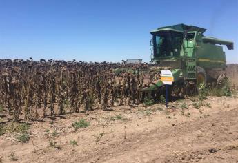 Cosechan girasol en el Valle del Carrizo