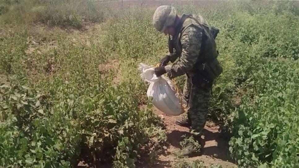 Militares decomisan 263 dosis de cristal y mariguana en el Dren Juárez