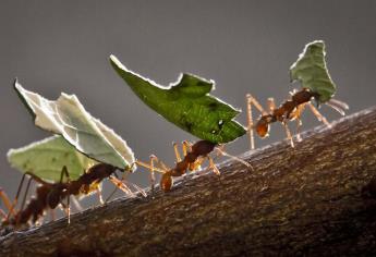 Hormigas desempeñan papel ecológico de relevancia para la biodiversidad