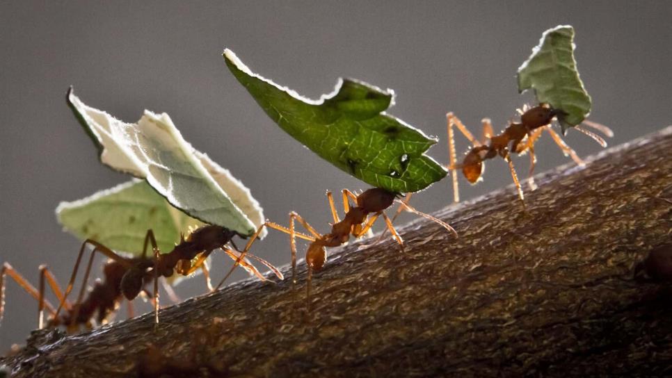 Hormigas desempeñan papel ecológico de relevancia para la biodiversidad