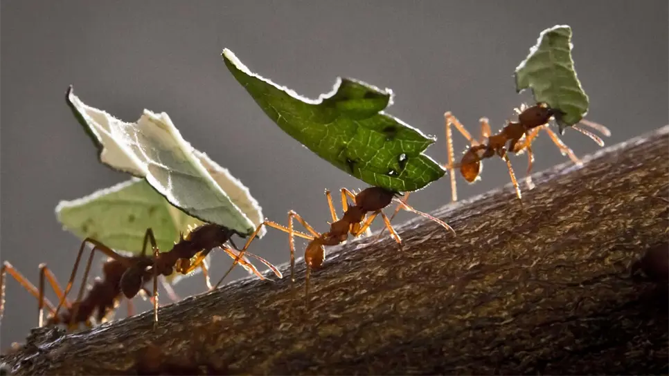 Hormigas desempeñan papel ecológico de relevancia para la biodiversidad