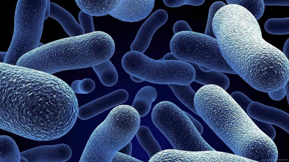 Consumo de probióticos contribuye a la salud intestinal