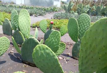 Investigadores mejoran propiedades del concreto con mucílago de nopal