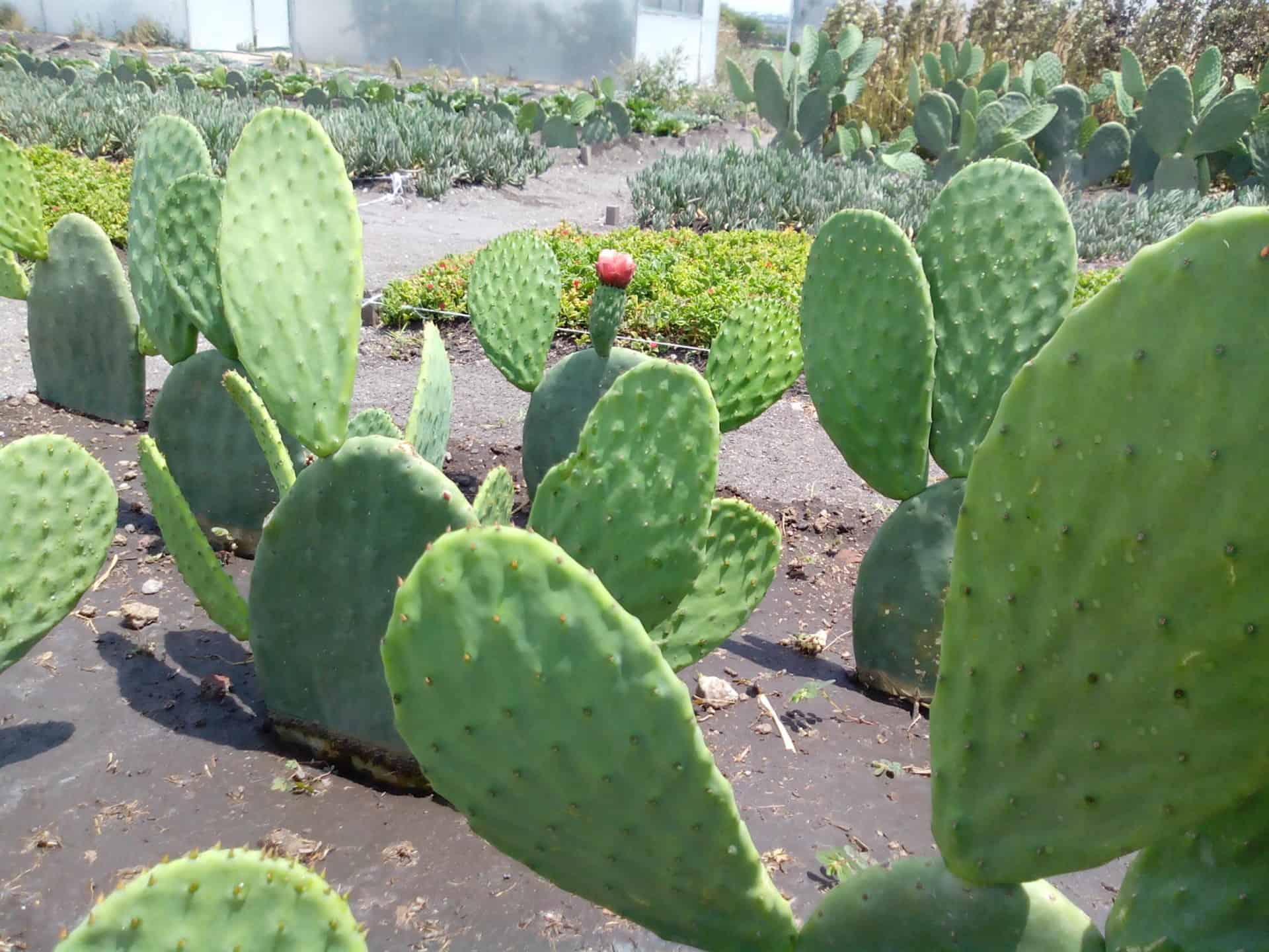 Investigadores mejoran propiedades del concreto con mucílago de nopal