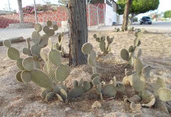 Nopales, producto milenario que contribuye a la economía actual