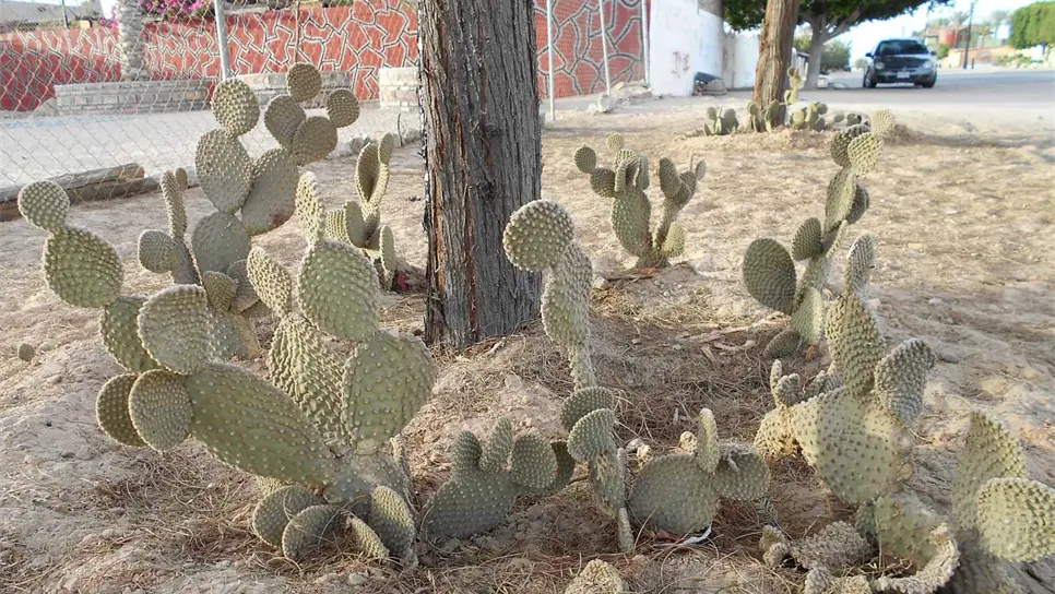 Nopales, producto milenario que contribuye a la economía actual