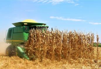 Reportan rendimiento de hasta 13 t por hectárea de maíz amarillo