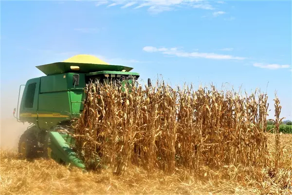 Reportan rendimiento de hasta 13 t por hectárea de maíz amarillo