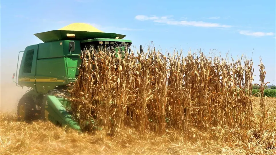 Reportan rendimiento de hasta 13 t por hectárea de maíz amarillo