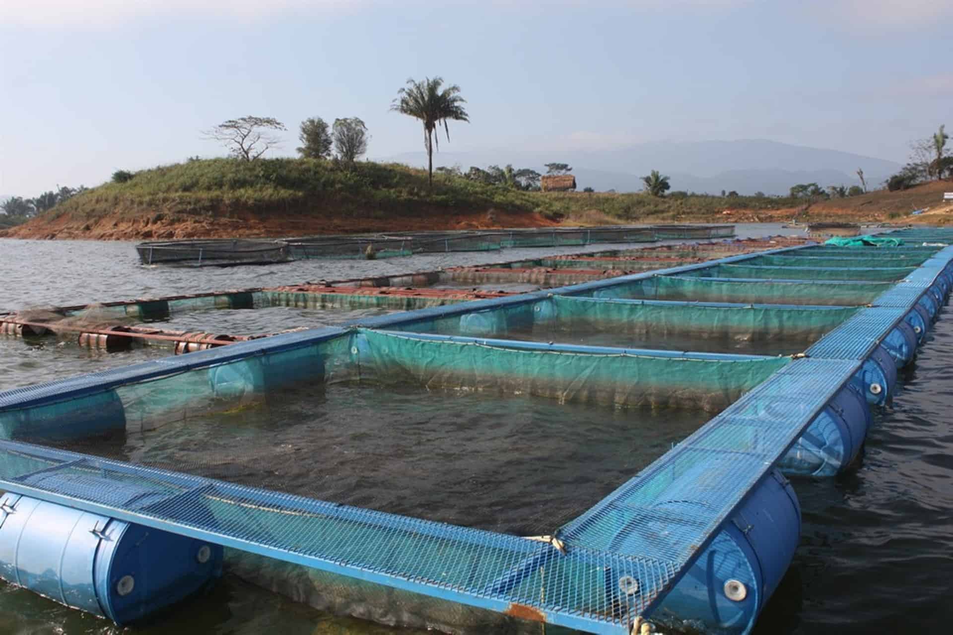 Maricultura, opción para la producción de alimentos