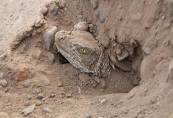 En riesgo iguanas del Parque de las Riberas por obra de ciclo vía